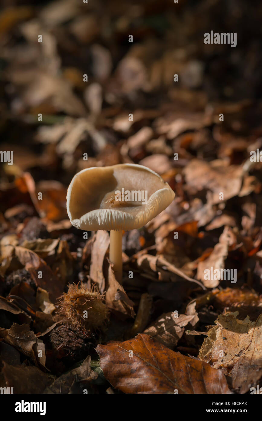 Volare su un piccolo delicato di funghi di bosco Foto Stock