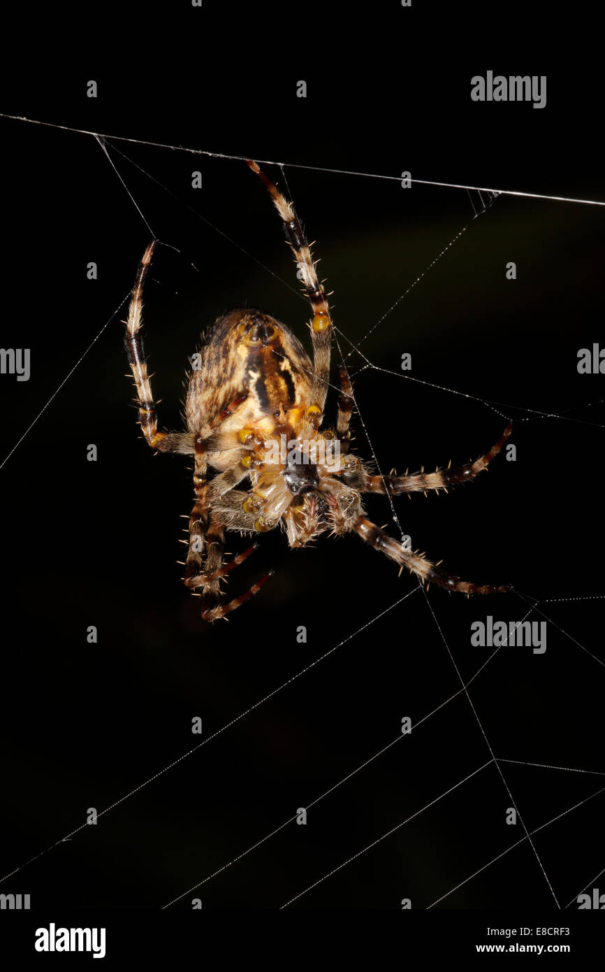 Araneus Diadematus British Garden Spider nel suo web Foto Stock