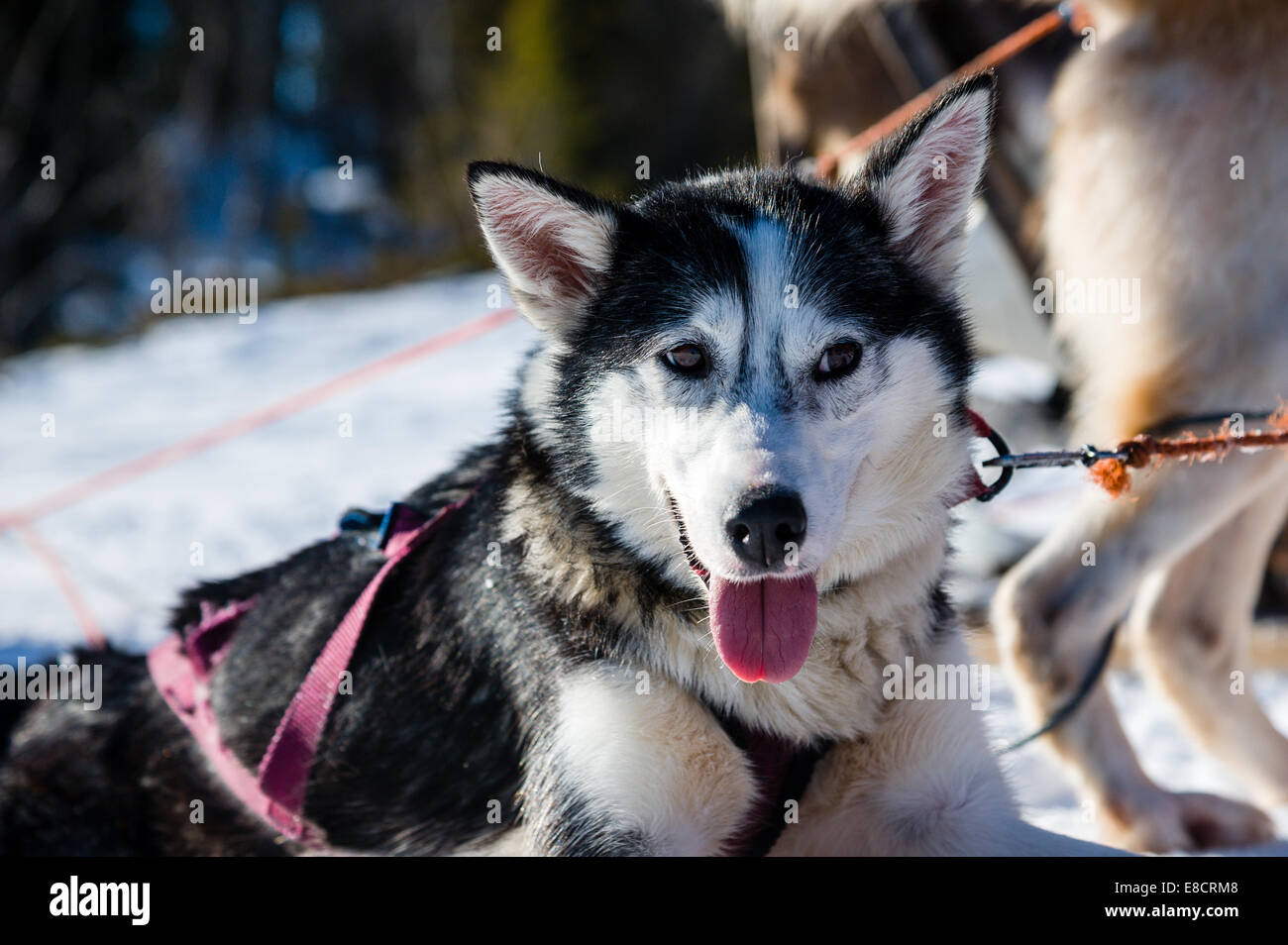 La Svezia, Åre. Sled Dog racing vicino Ottsjö. Foto Stock