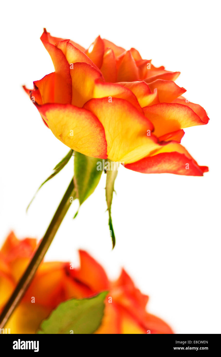 Autunno splendore solare Fire Rose fiore Natura Foto Stock