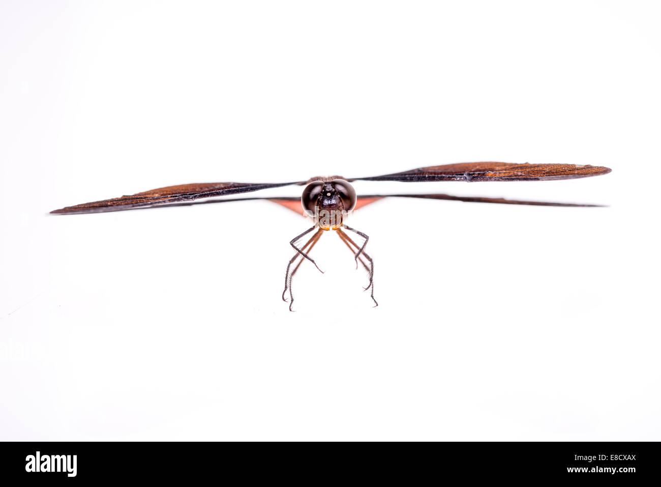 Dragonfly Diastatops (sp) Foto Stock