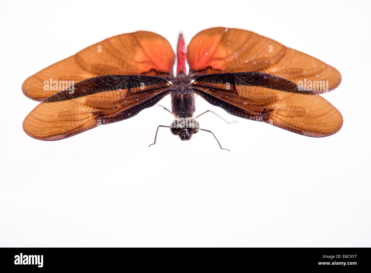 Dragonfly Diastatops (sp) Foto Stock