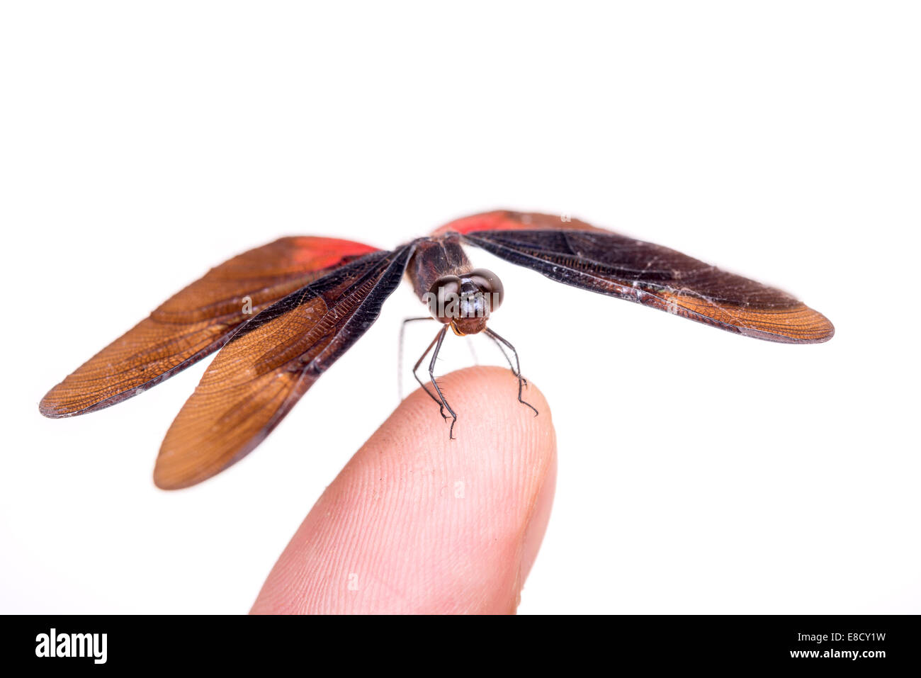 Dragonfly Diastatops (sp) Foto Stock