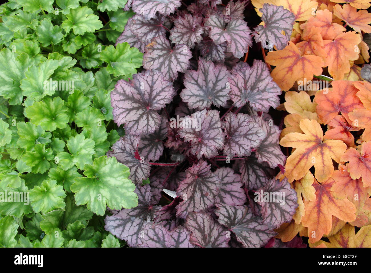 Una selezione di coloratissimi heuchera: Verdone (sinistra) Cioccolato Ruffles (centro), Golden Finch (a destra), l'Inghilterra, Regno Unito - autunno Foto Stock
