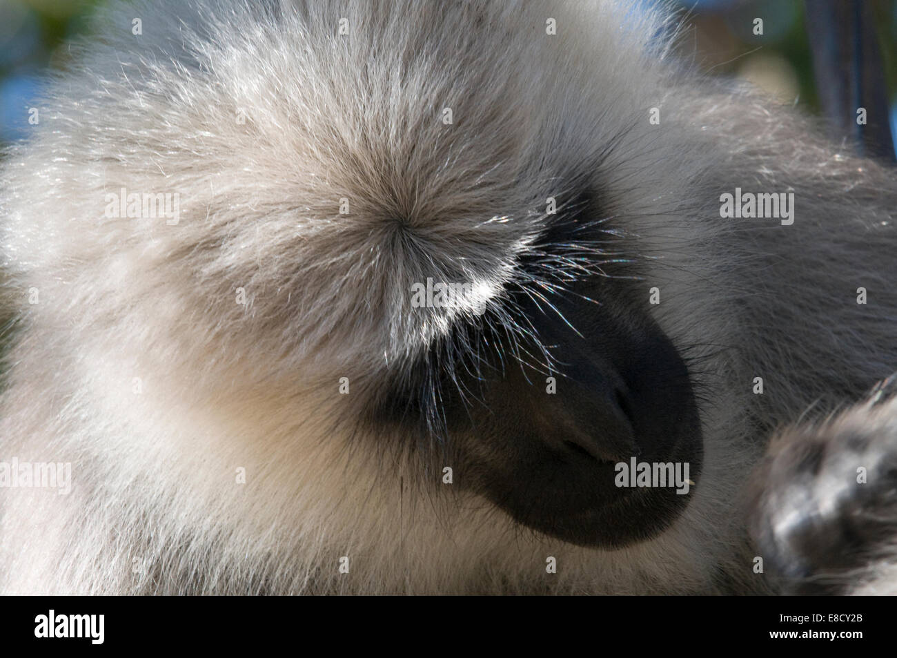 Close up di nero di fronte indiano scimmia Langur grooming madre del suo bambino langurs grigio o Hanuman Langurs Foto Stock