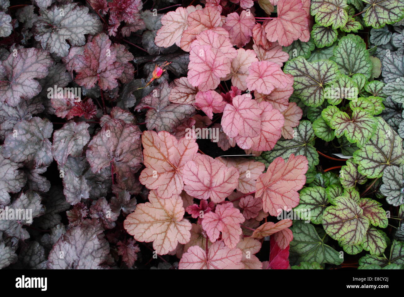 Una selezione di coloratissimi heuchera: Verdone (sinistra) Cioccolato Ruffles (centro), Golden Finch (a destra), l'Inghilterra, Regno Unito - autunno Foto Stock