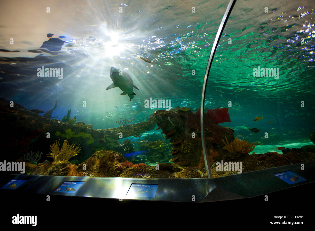 TORONTO- Settembre 15, 2014: squalo serbatoio a Ripley's acquario Canada loacated ai piedi della CN tower a Toronto. Foto Stock