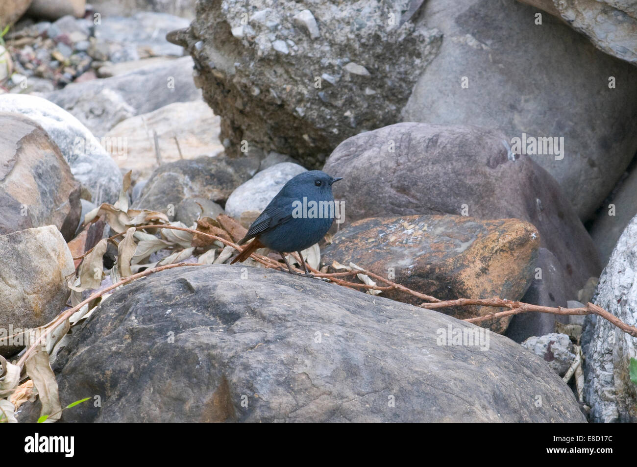 Piccolo fiume Gange grigio blu bird rovistando sulle sponde rocciose Foto Stock