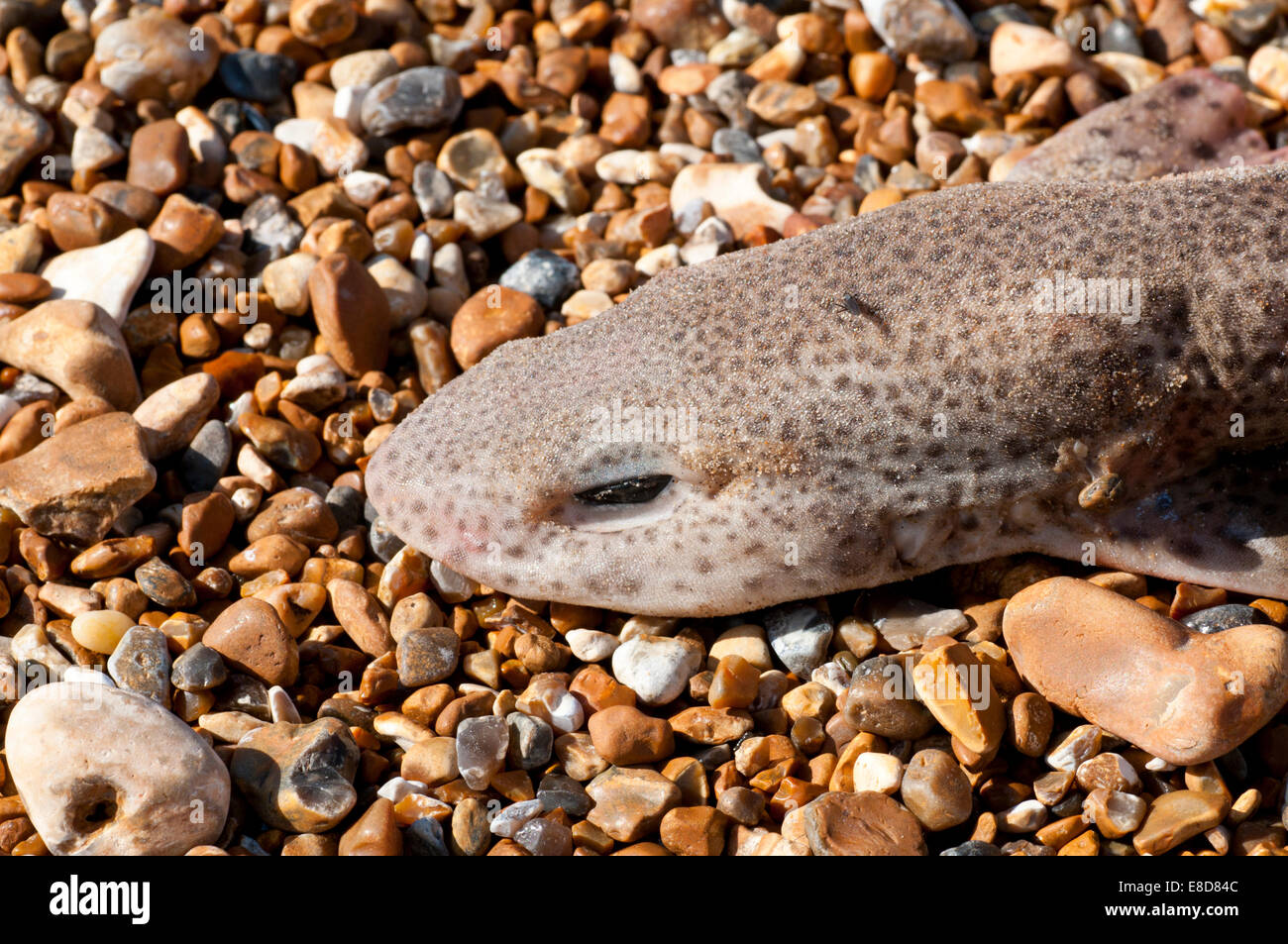 Colpo alla testa di un morto minore Gattuccio a Hastings, East Sussex Foto Stock