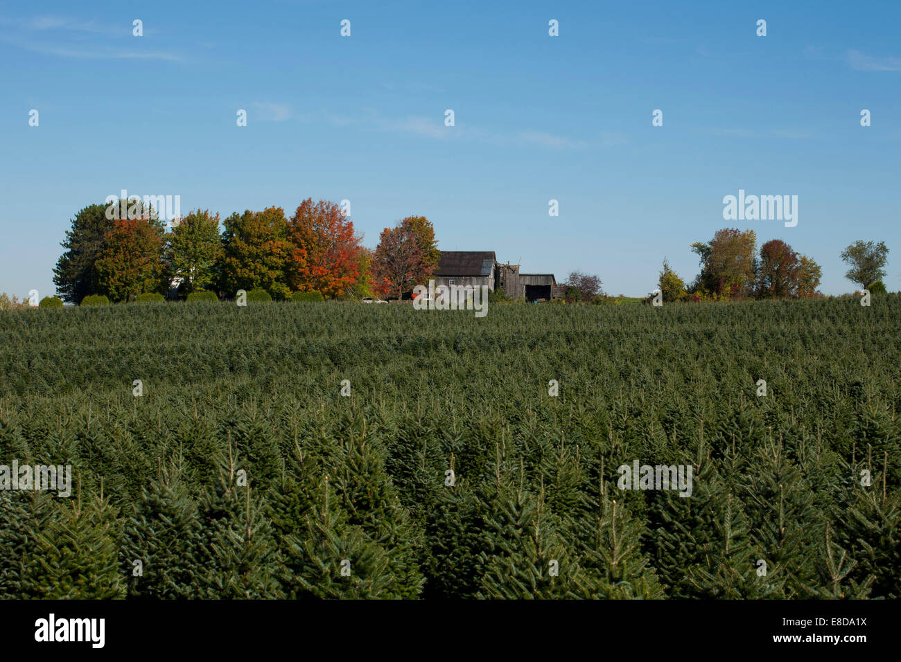 Christmas tree farm, Eastern Townships, Hartley, Quebec, Canada Foto Stock