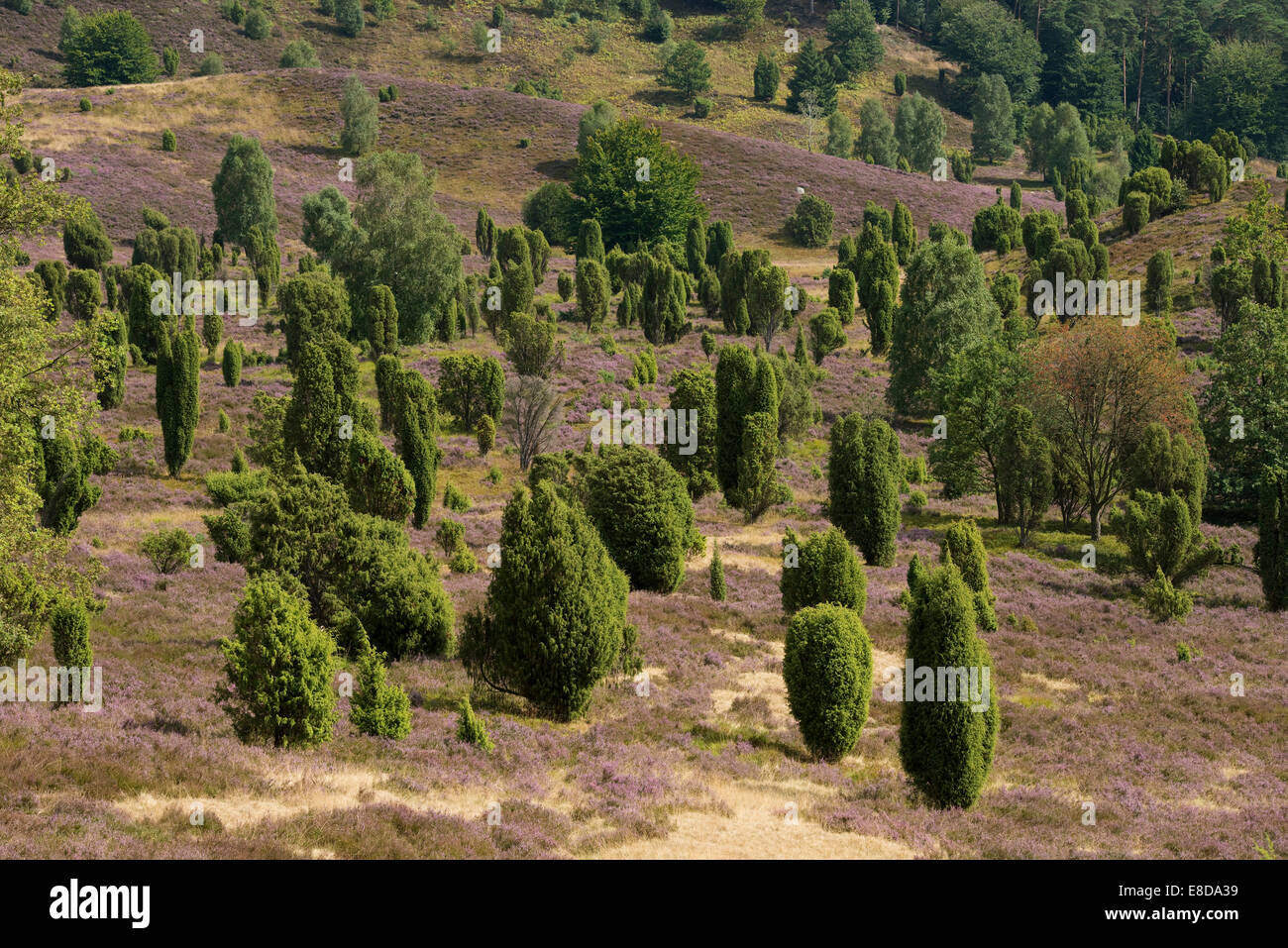 Heather (Calluna vulgaris), fioritura e comuni di ginepro (Juniperus communis), Totengrund Valley, Wilsede Foto Stock