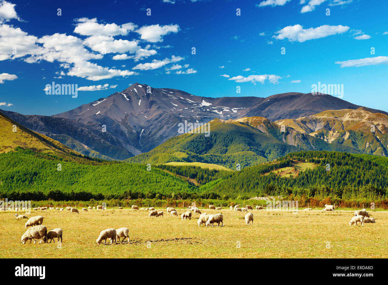 Paesaggio di montagna con pecore al pascolo, Nuova Zelanda Foto Stock