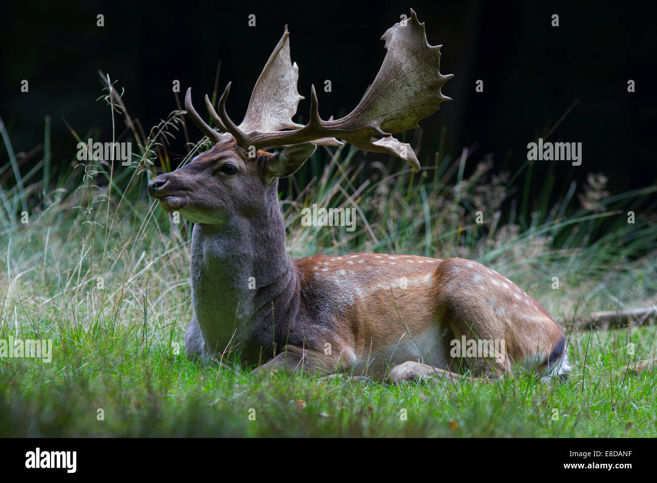 Daini (Dama Dama), buck sulla radura, Foresta di Arnsberg, Nord Reno-Westfalia, Germania Foto Stock