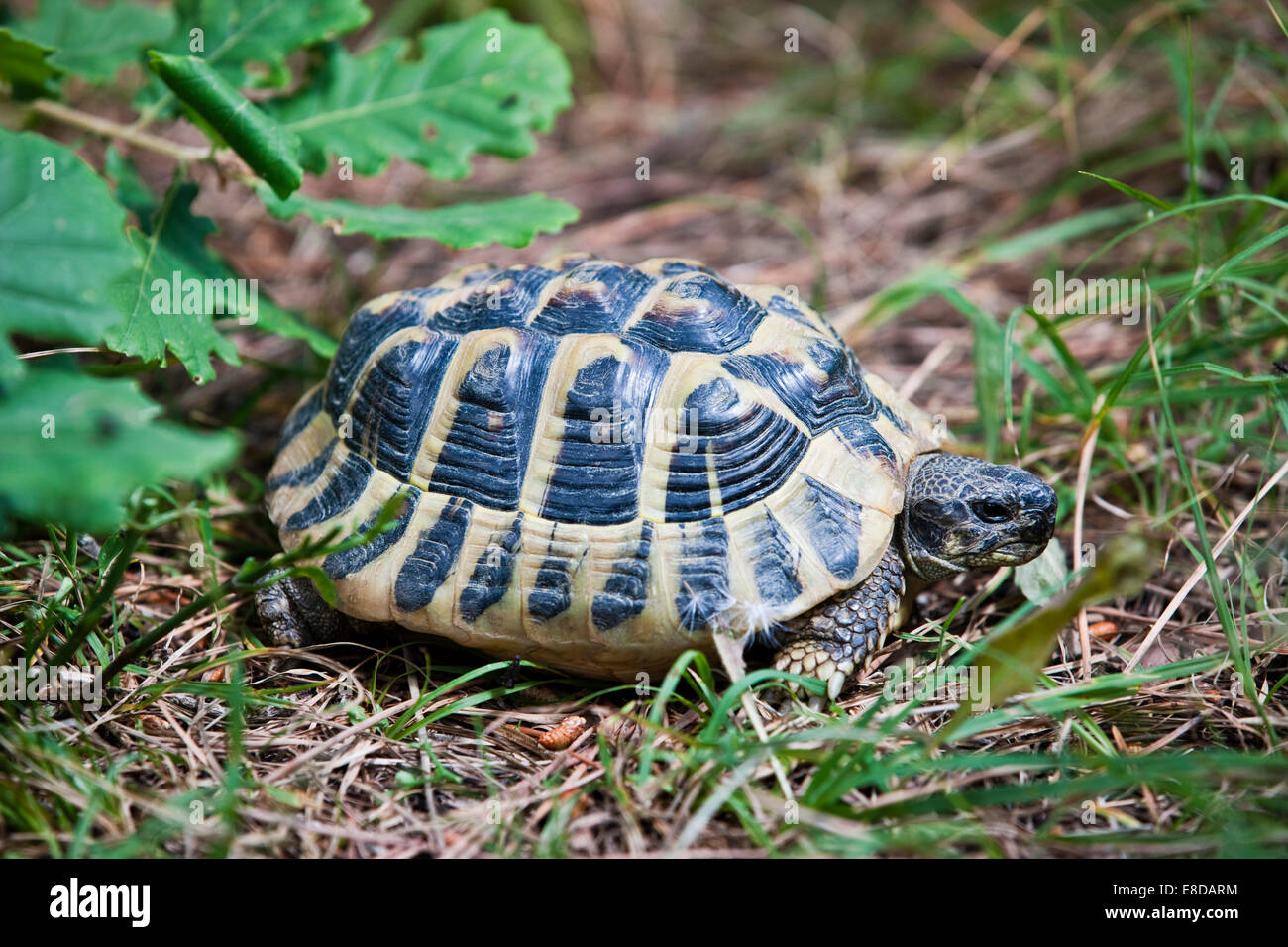 Hermann&#39;s tartaruga (Testudo hermanni), Toscana, Italia Foto Stock