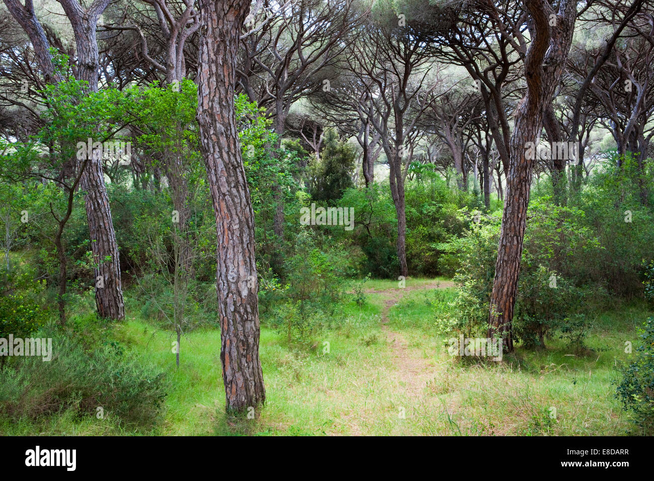 Pineta vicino Castiglione della Pescaia, in provincia di Grosseto, Toscana, Italia Foto Stock