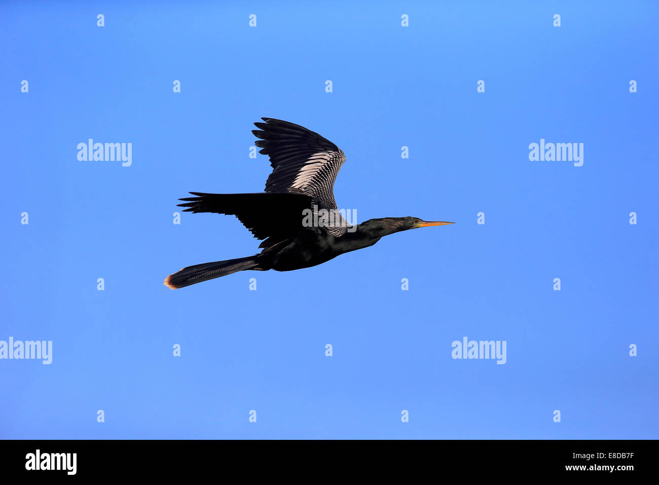 American Darter (Anhinga anhinga), volare, allevamento del piumaggio, Wakodahatchee zone umide, Delray Beach, Florida, Stati Uniti Foto Stock