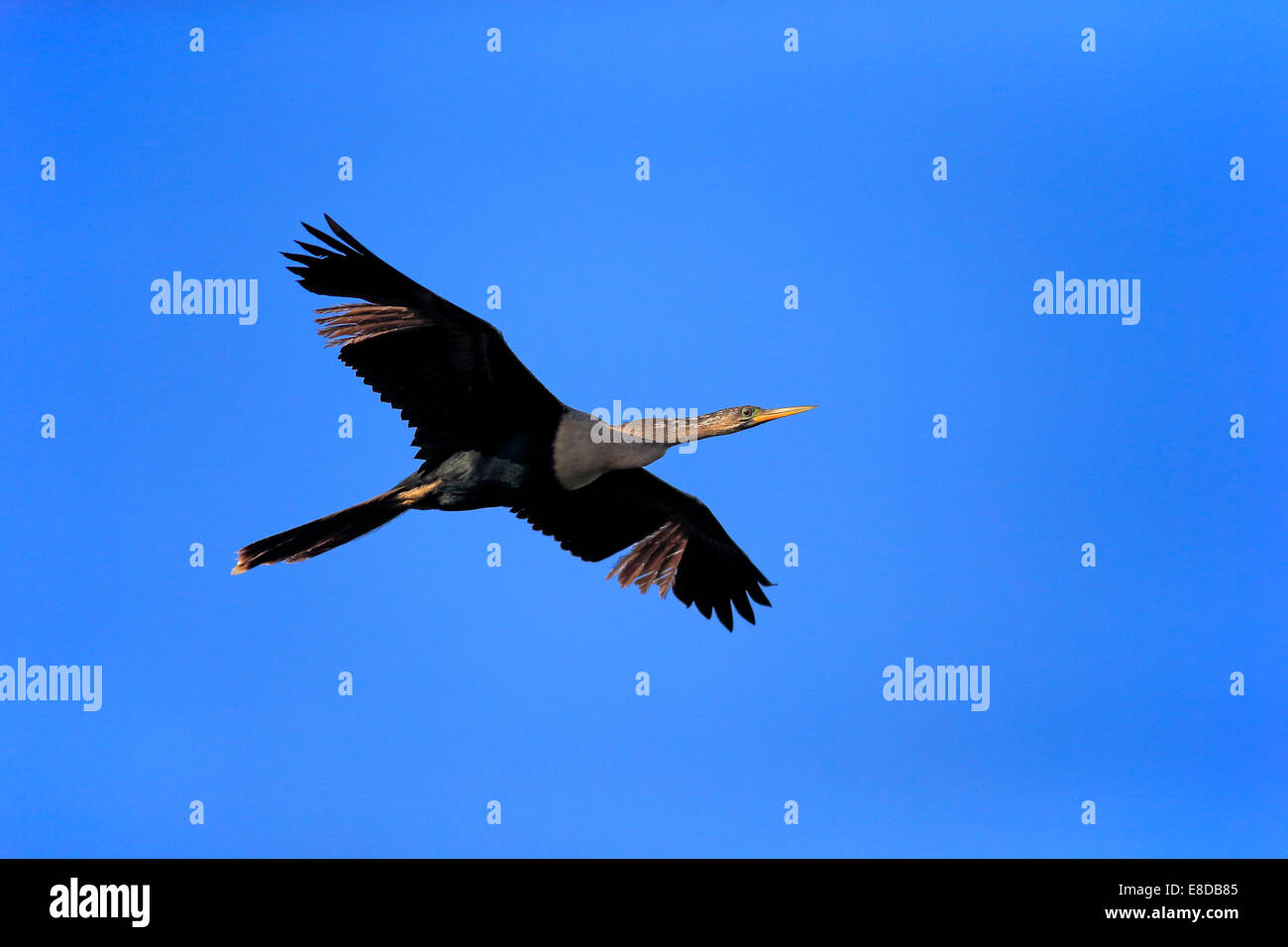 American Darter (Anhinga anhinga), volare, allevamento del piumaggio, Wakodahatchee zone umide, Delray Beach, Florida, Stati Uniti Foto Stock