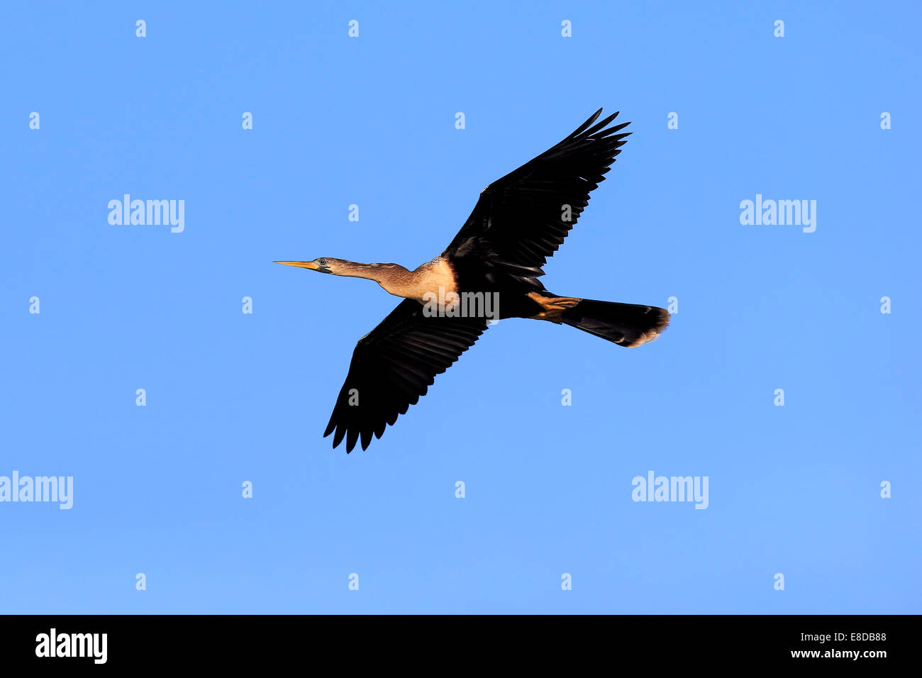American Darter (Anhinga anhinga), volare, allevamento del piumaggio, Wakodahatchee zone umide, Delray Beach, Florida, Stati Uniti Foto Stock