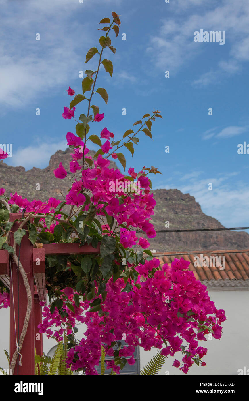 La Gomera, isole Canarie. Foto Stock