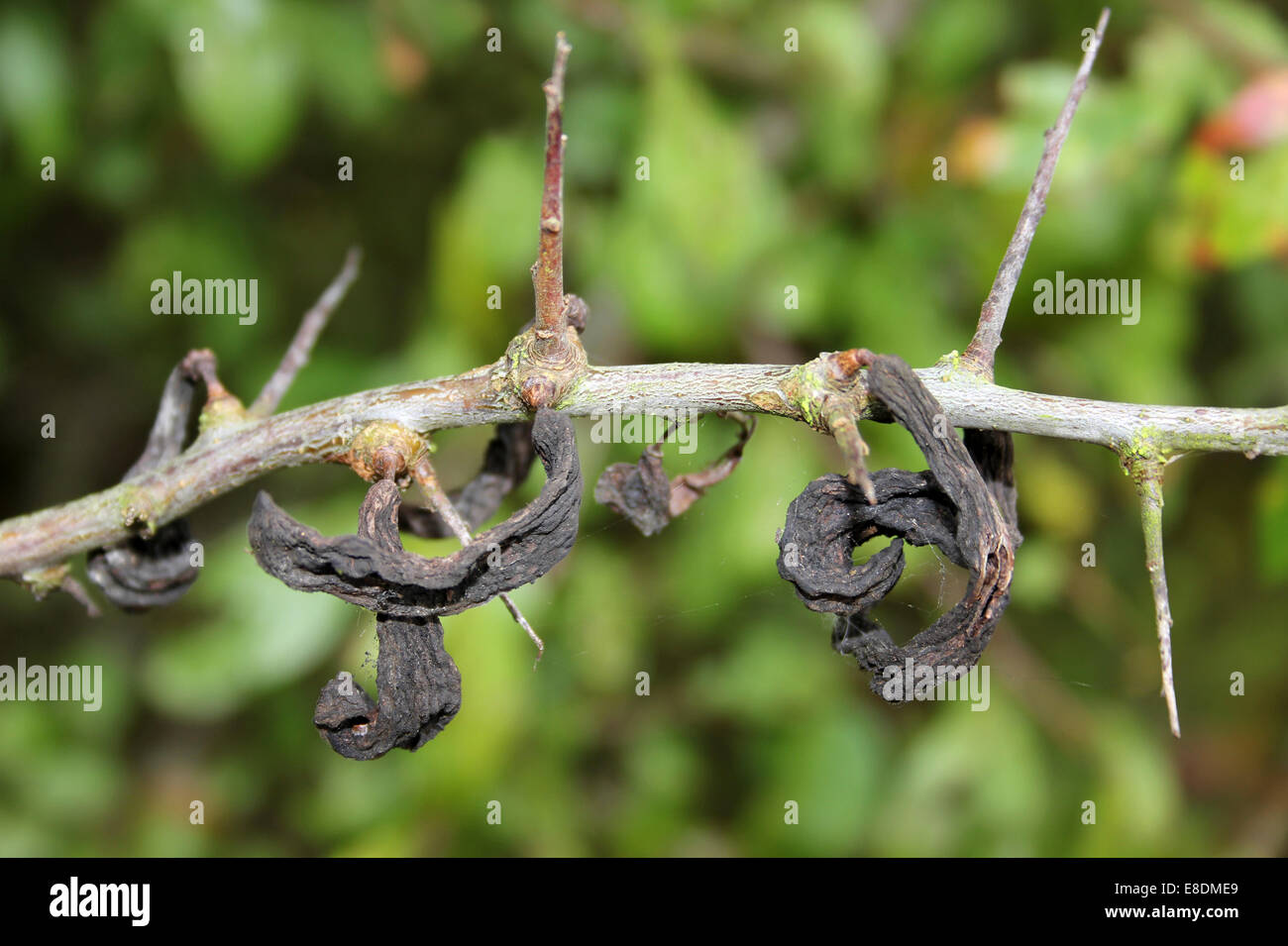 Galli Il pruno selvatico Prunus spinosa boccole chiamato "pocket prugne " causata dal fungo Taphrina pruni Foto Stock