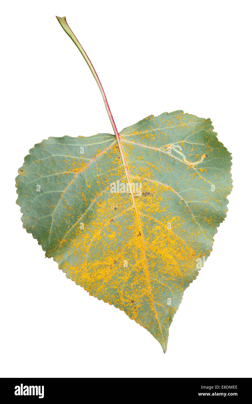 Poplar Tree Populus sp. Foglie coperta in un fungo ruggine Melampsora medusae Foto Stock