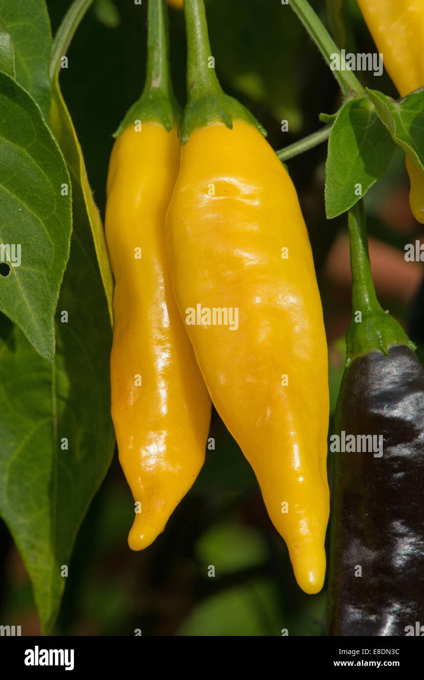 Aji Limon peperoncini rossi, aka il peruviano Lemon Drop Peperoncino (Capsicum baccatum) crescente. Regno Unito, 2014. Foto Stock