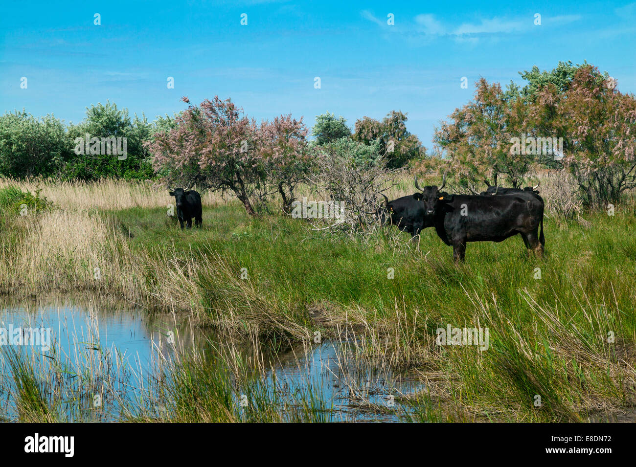 Camargue Bovini, Francia Foto Stock