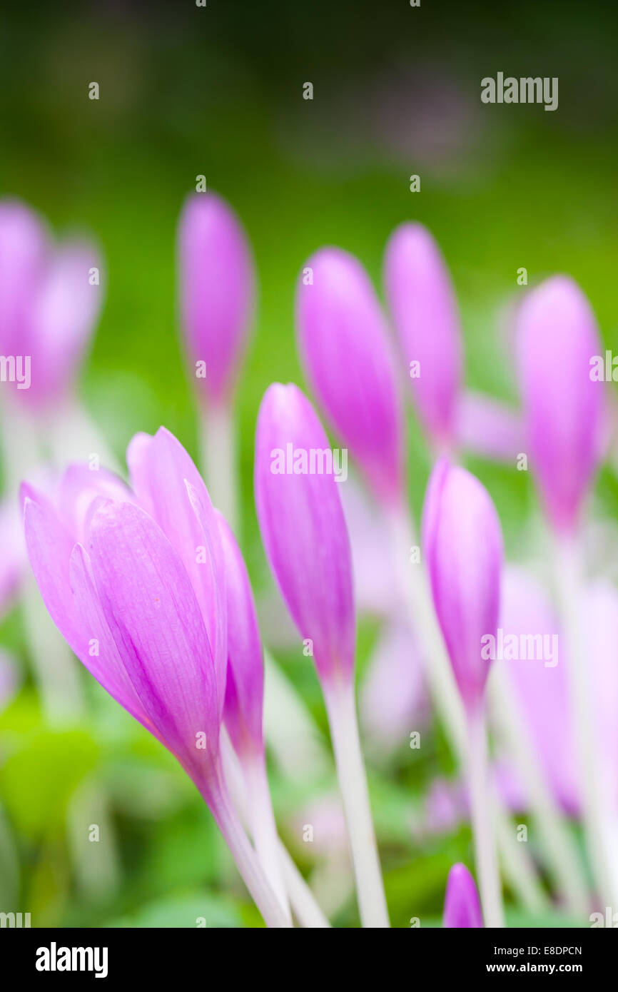 Crocus. Violetto brillante fiori di primavera sul prato verde. Verticale foto macro con il fuoco selettivo Foto Stock