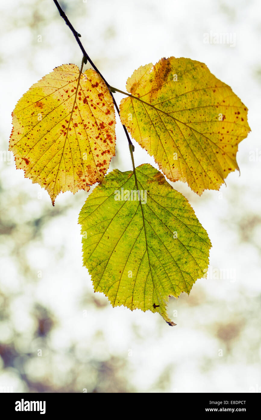 Caduta stagione la natura dello sfondo. Giallo Verde foglie di autunno, foto macro con il fuoco selettivo Foto Stock