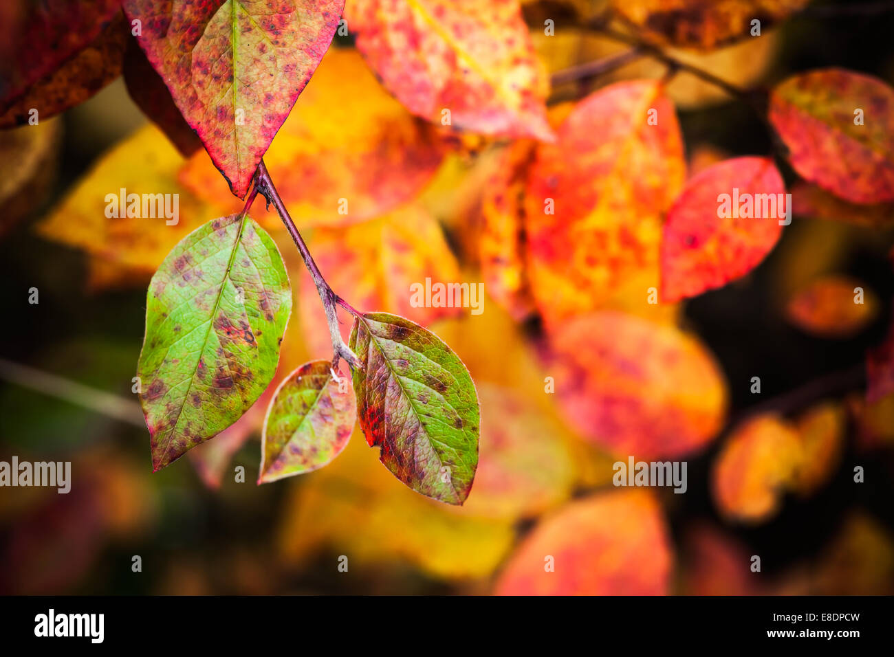Caduta stagione la natura dello sfondo. Luminose colorate Foglie di autunno, foto macro con il fuoco selettivo Foto Stock
