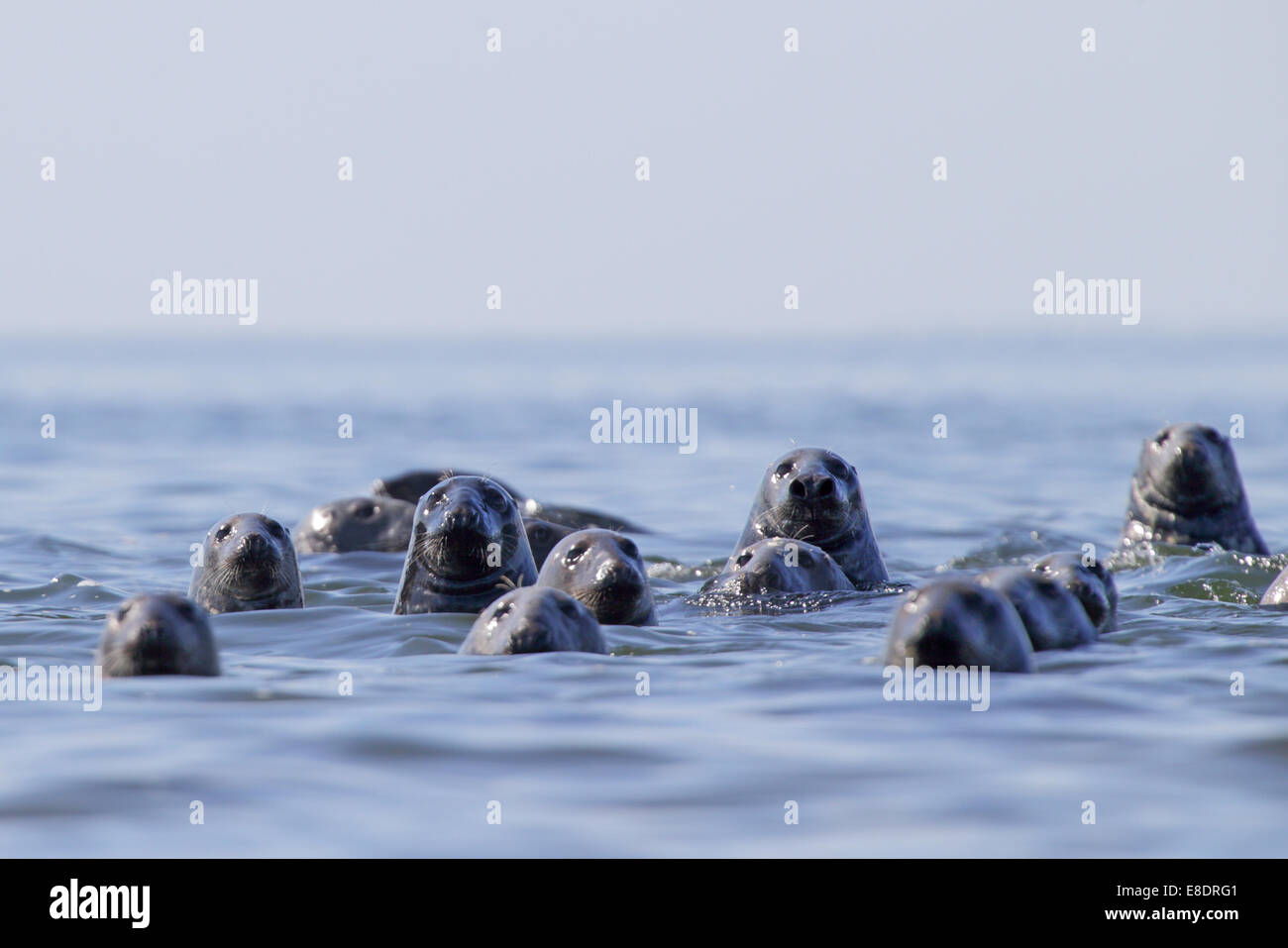 Gregge di foche grigie (Halichoerus grypus). Mar Baltico. L'Europa, Estonia Foto Stock