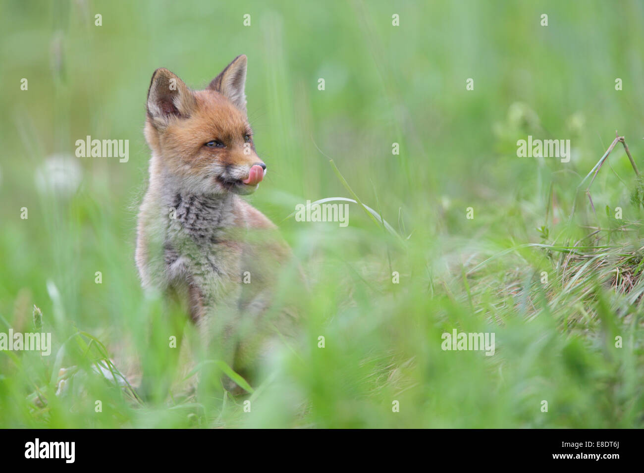 Red Fox kit (Vulpes vulpes vulpes) Foto Stock
