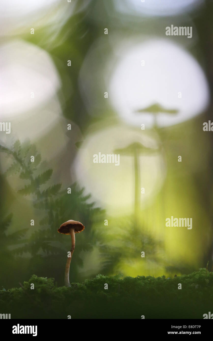 Piccolo fungo nel bosco Foto Stock