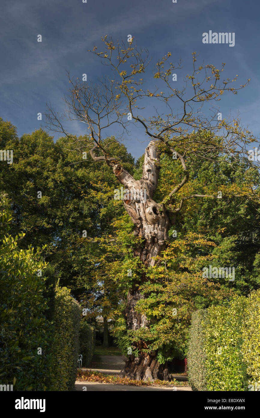 Antico Albero in autunno con modelli di faccia nello stelo. Foto Stock