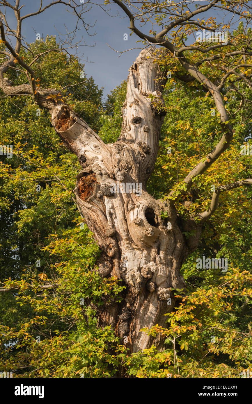 Antico Albero in autunno Foto Stock