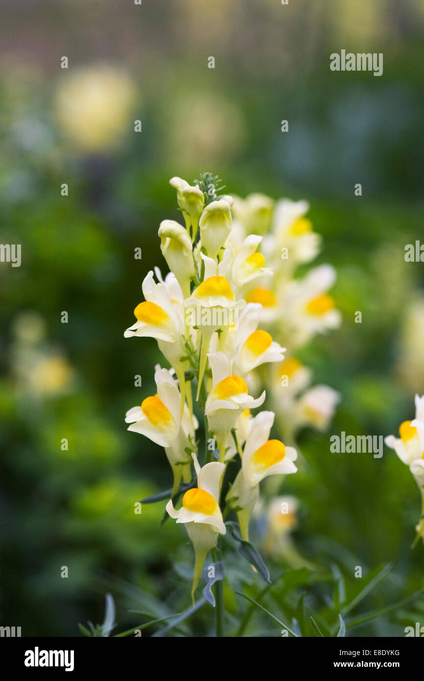 Linaria vulgaris. Toadflax comune fiori. Foto Stock