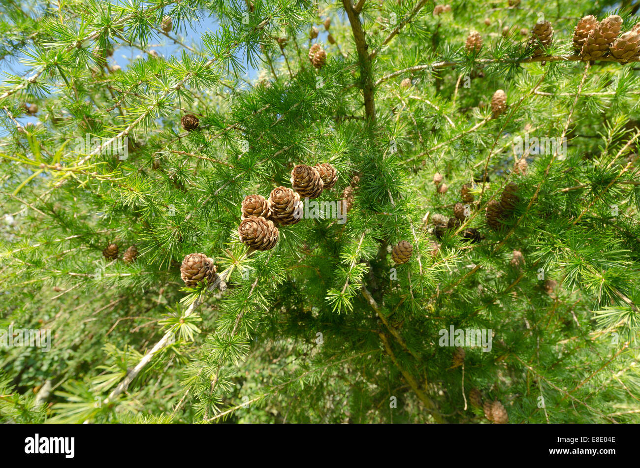 Fresche verdi lussureggianti di latifoglie larice molto carico con un sacco di ripe pigne su righe di rami rivolti verso l'alto Foto Stock