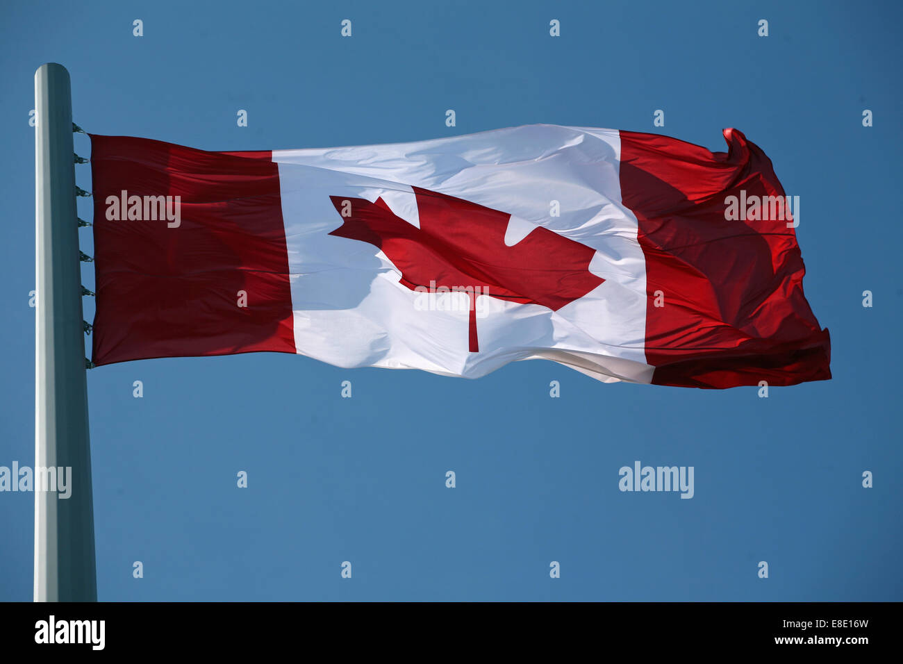 La bandiera nazionale del Canada, La Foglia di acero e l'Unifolié Foto Stock