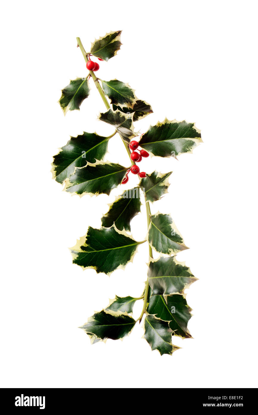 Agrifoglio con bacche rosse, isolato su bianco Foto Stock