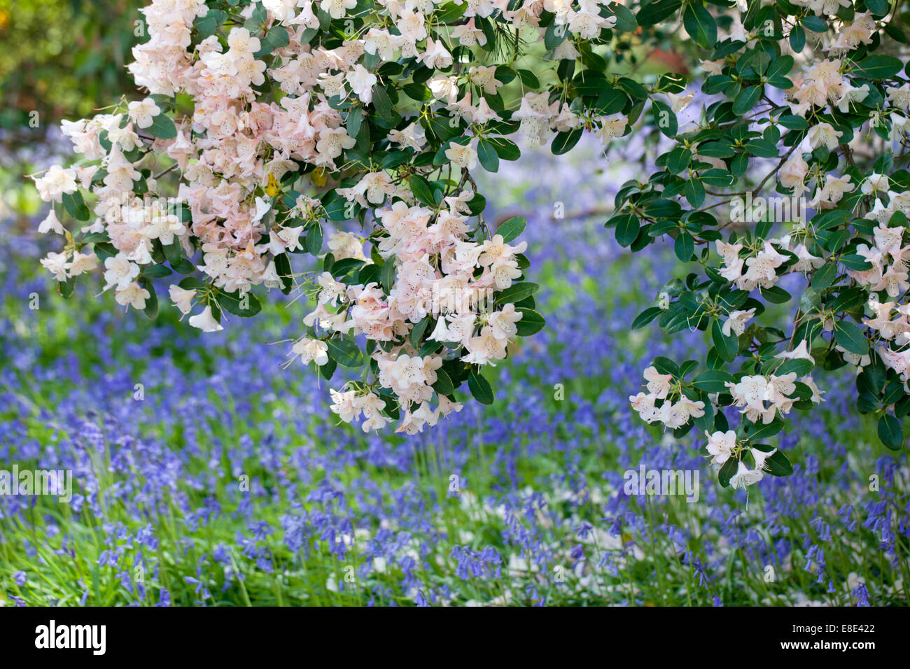 Bluebells e un rododendro rosa fiorito in un giardino primaverile inglese, Inghilterra, Regno Unito Foto Stock