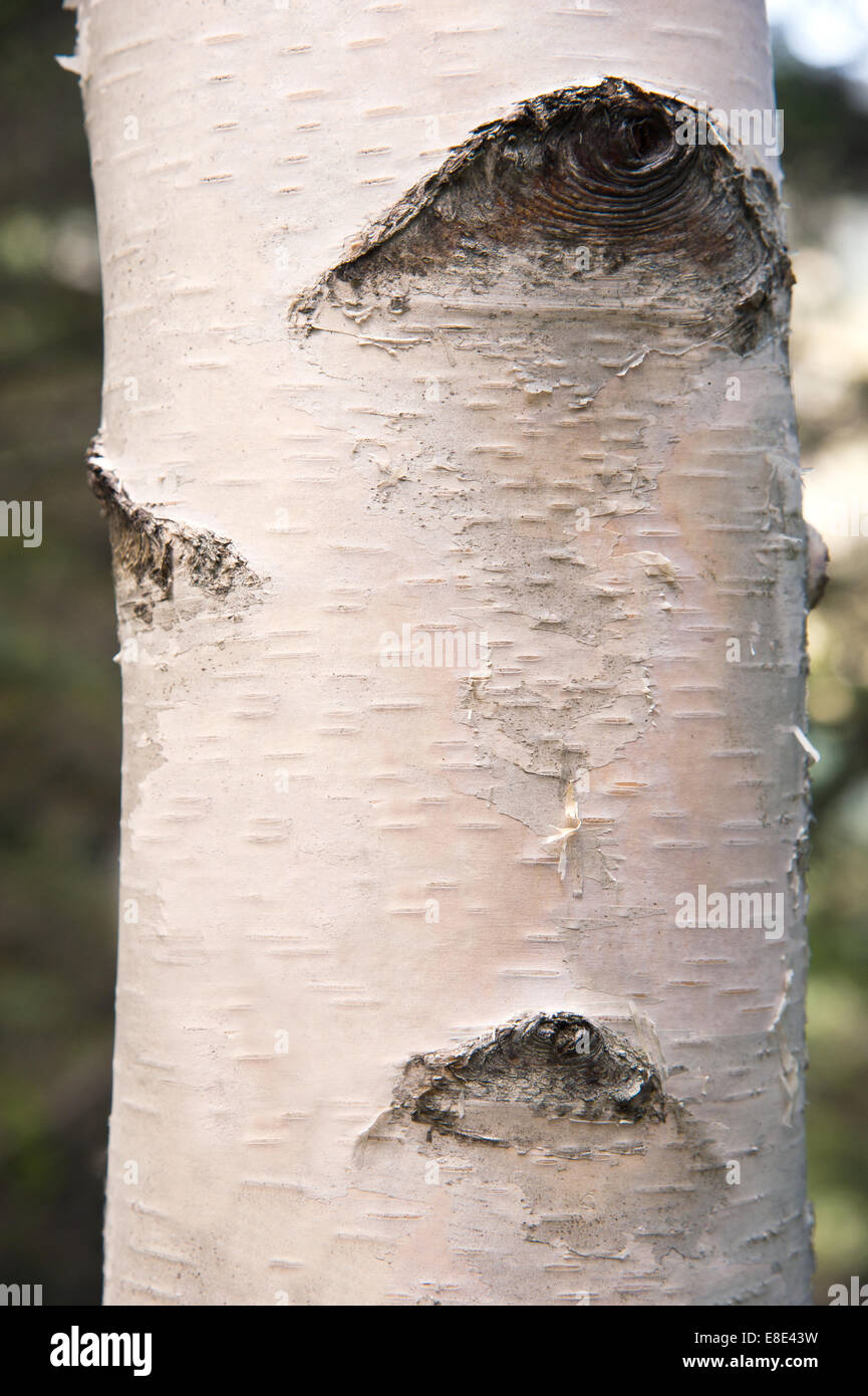 Natura Punto Vaso per piante in legno di betulla, rotondo