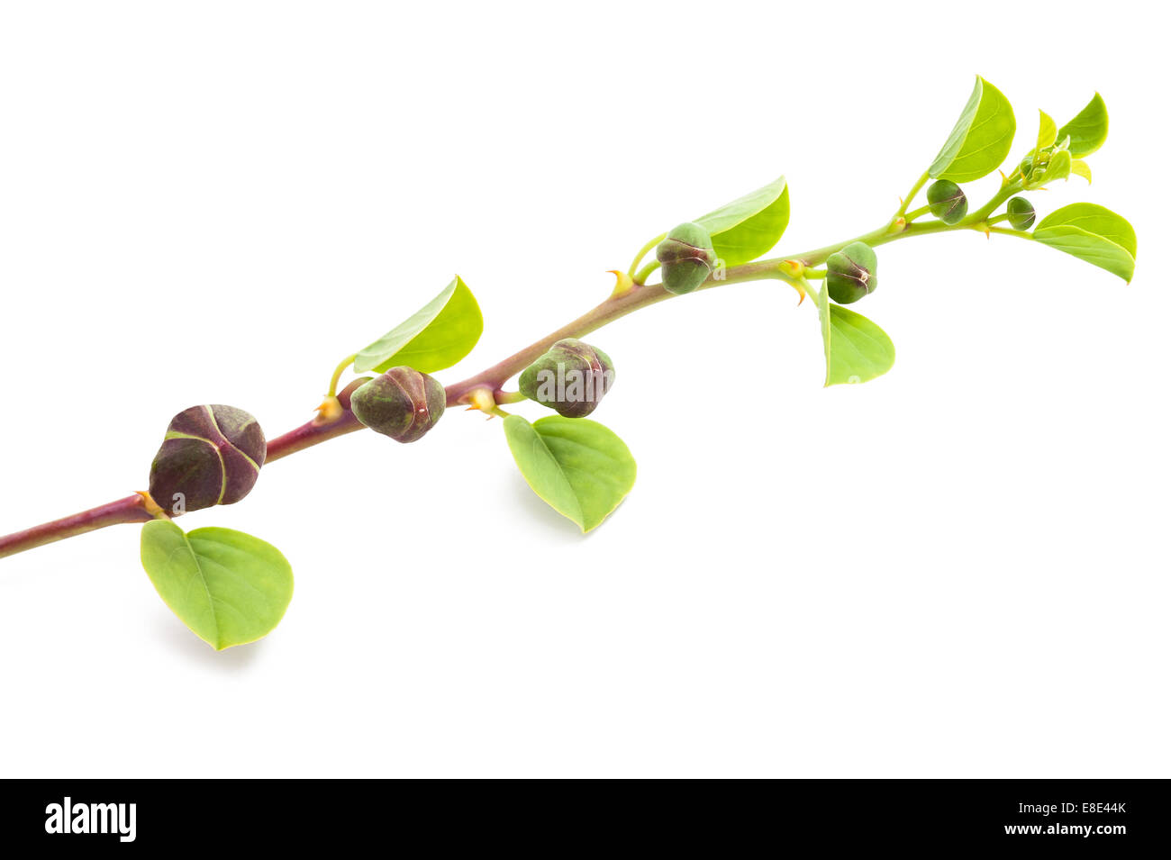 Cappero ramo con foglie e frutti isolato su bianco Foto Stock