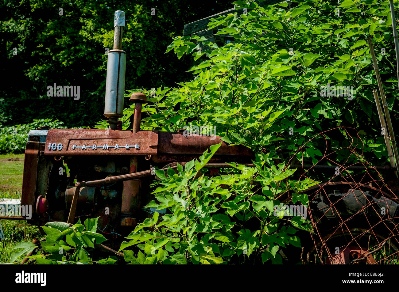 Un vecchio trattore ricoperta di vigneti. Foto Stock