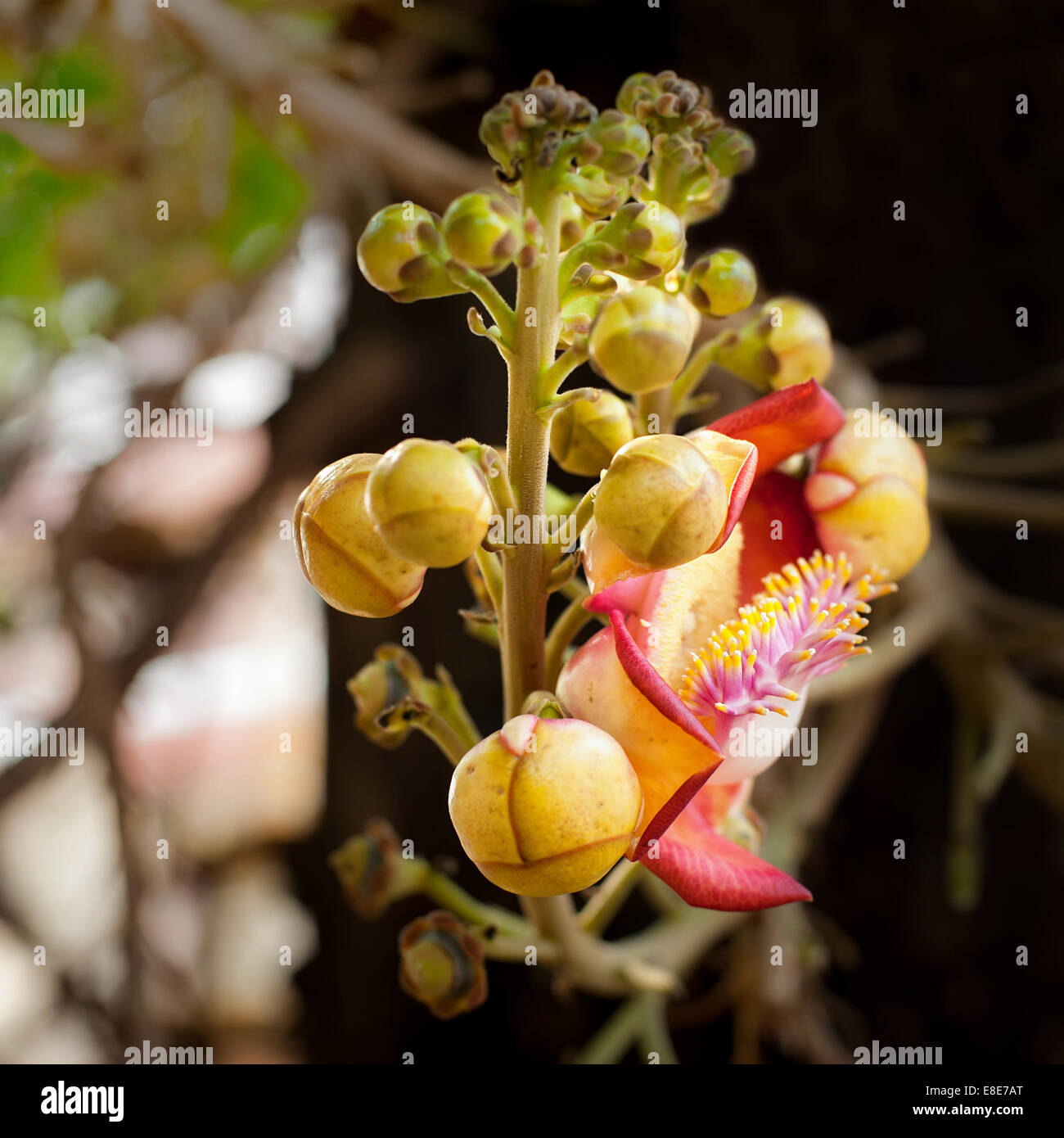 Tropicale bello palla di cannone tree (Couroupita guianensis) con incredibile crescita di fiori nella foresta di pioggia. Thailandia natura backgrou Foto Stock
