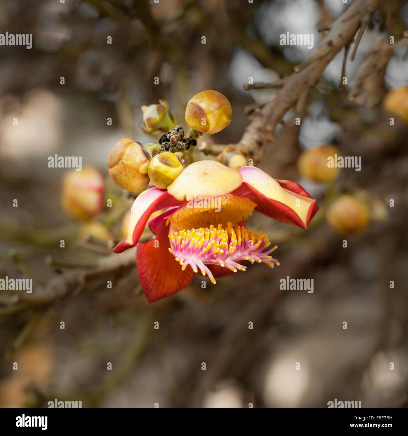 Tropicale bello palla di cannone tree (Couroupita guianensis) con incredibile crescita di fiori nella foresta di pioggia. Thailandia natura backgrou Foto Stock