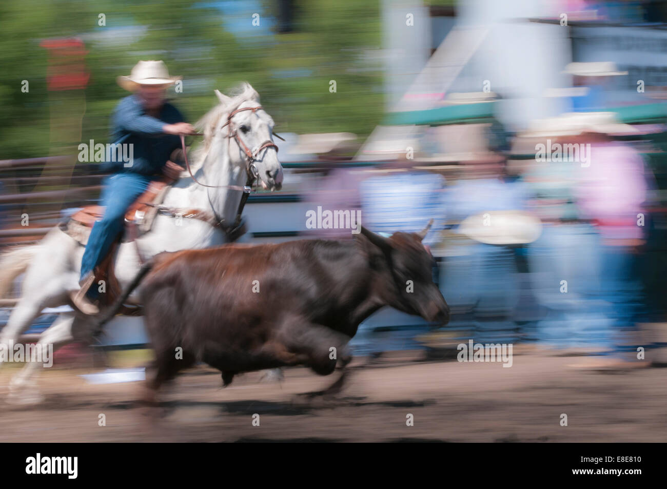 Steer wrestling, motion blur, Dog Pound rodeo, Dog Pound, Alberta, Canada Foto Stock