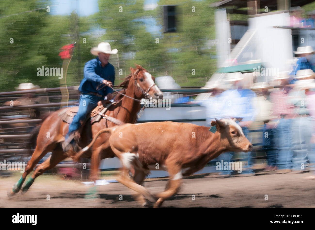 Steer wrestling, motion blur, Dog Pound rodeo, Dog Pound, Alberta, Canada Foto Stock