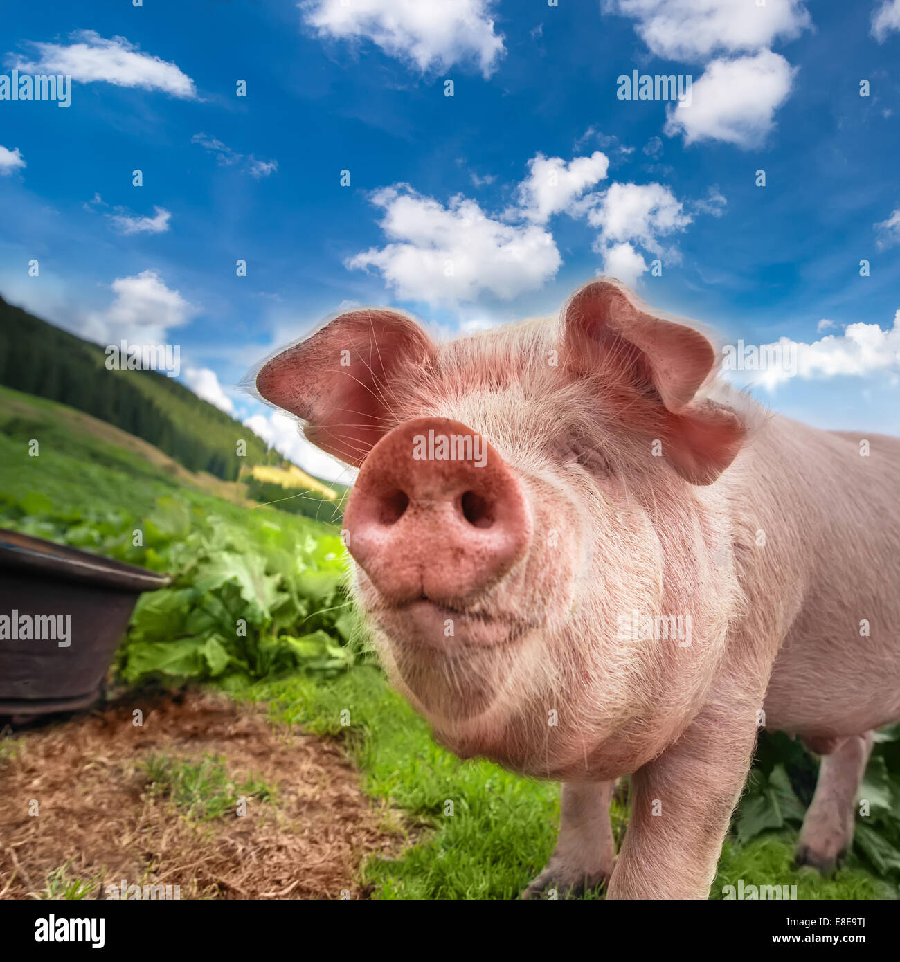 Carino il pascolo di maiale al pascolo estivo in montagna pascolo sotto il cielo blu. L agricoltura biologica sfondo naturale Foto Stock