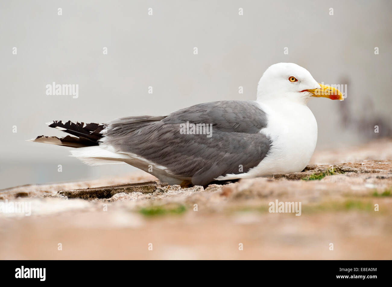 Chiudere orizzontale di una femmina di aringa europea gabbiano, Larus argentatus, seduta sul suo nido. Foto Stock