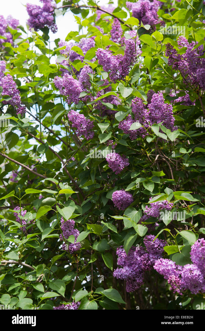 SYRINGA VULGARIS Foto Stock